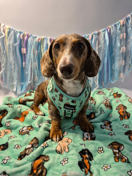 Dachshunds & daisies adjustable harness