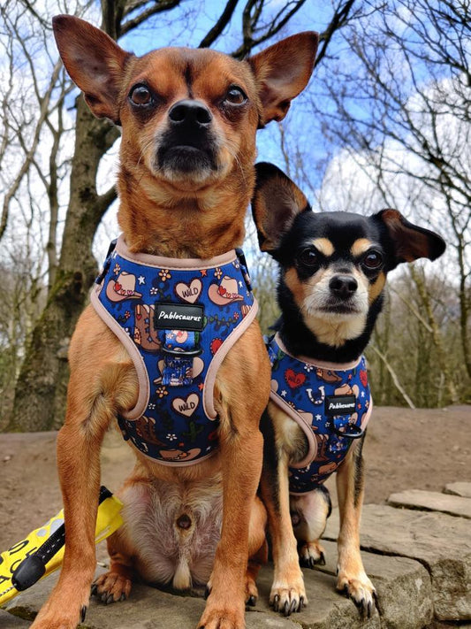 Wild west adjustable harness