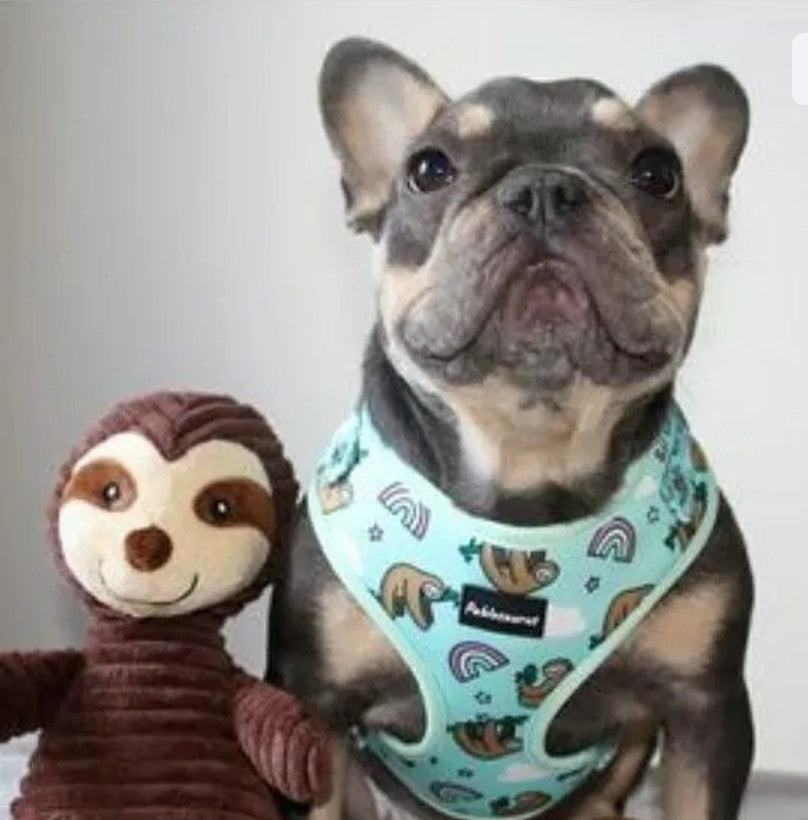 Hang in there harness