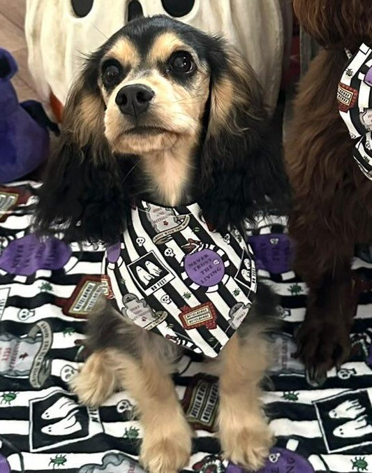 It's showtime bandana