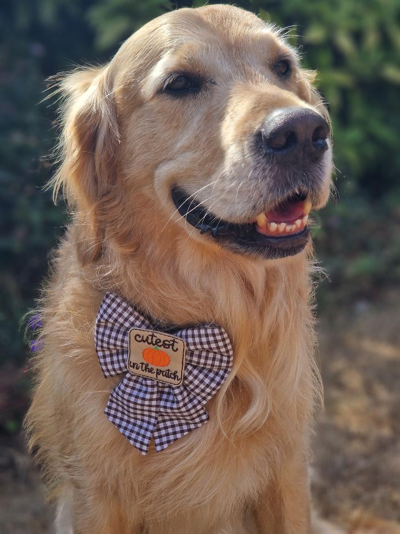 Cutest pumpkin in the patch embroidered sailor bow